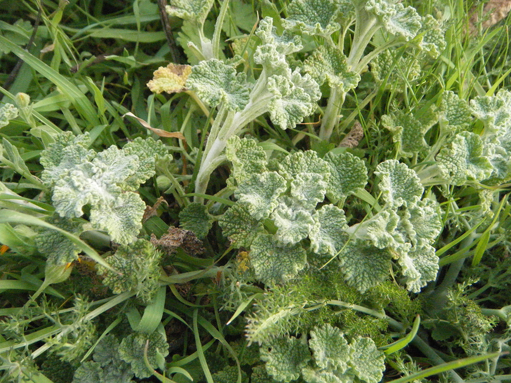 Marrubium vulgare L (Manrubio)